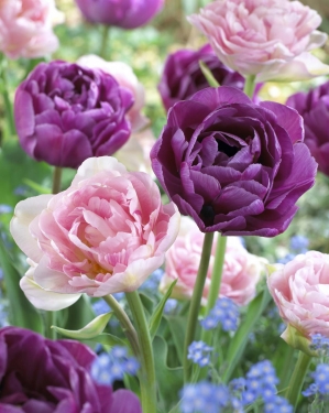 Tulp Dubbel Mix Angelique - Lilac Perfection